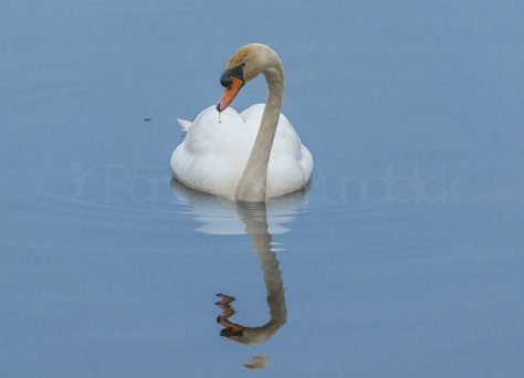 Einsamer Schwan auf dem Federsee bei Bad Buchau